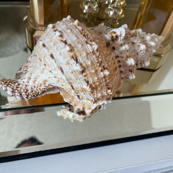 Anthropologie Sea Shell